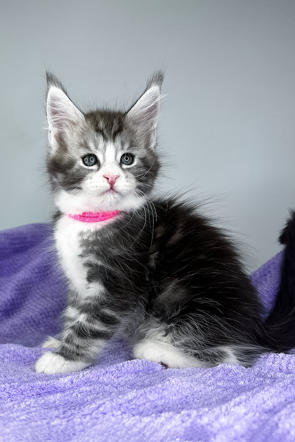 Dolly | Maine Coon Kitten