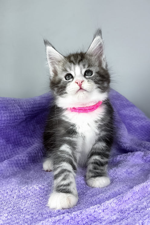 Dolly | Maine Coon Kitten