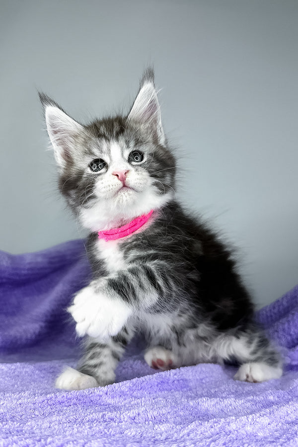 Dolly | Maine Coon Kitten
