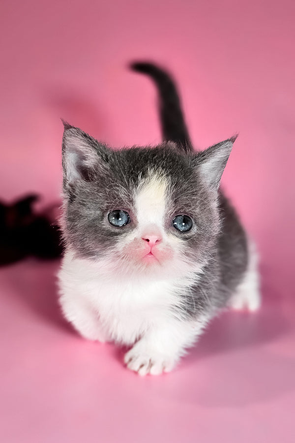 Dominic | Munchkin Kitten
