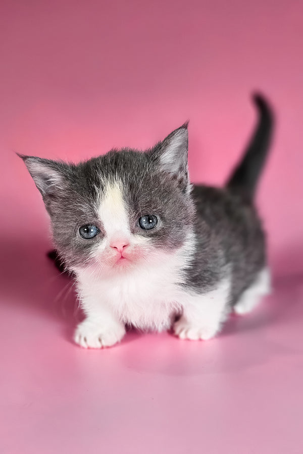 Dominic | Munchkin Kitten