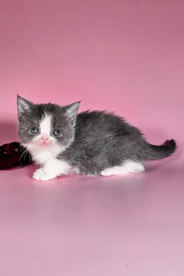 Dominic | Munchkin Kitten
