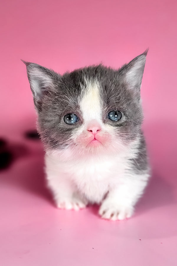 Dominic | Munchkin Kitten