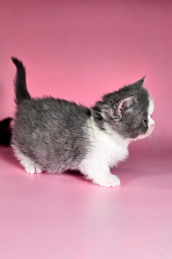 Dominic | Munchkin Kitten