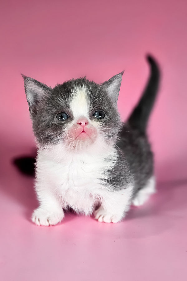Dominic | Munchkin Kitten