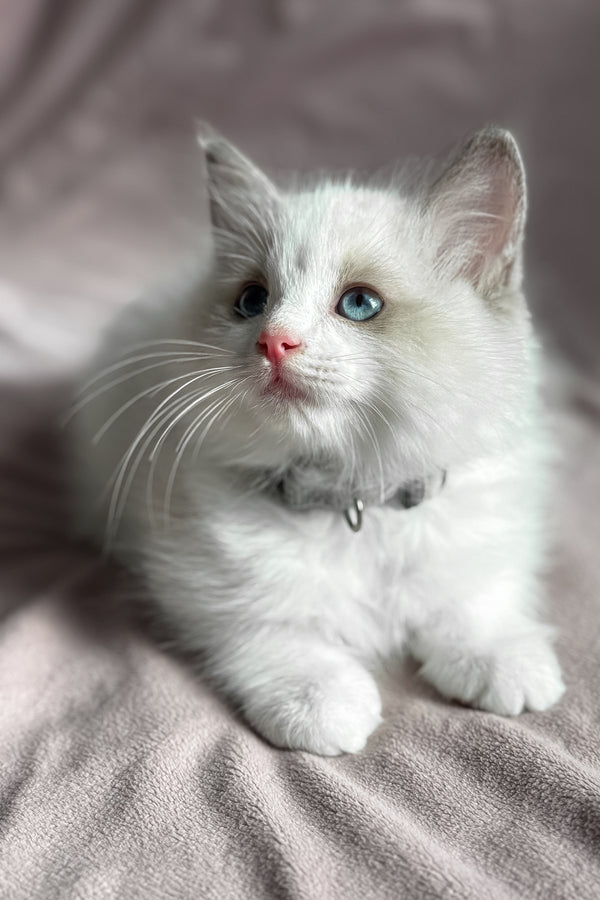 Don | Ragdoll Kitten