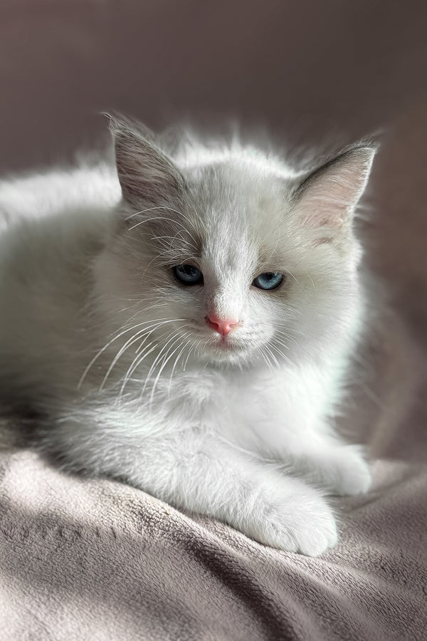 Don | Ragdoll Kitten