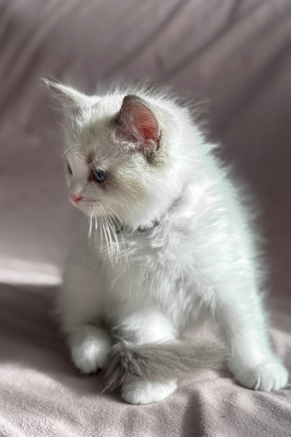 Don | Ragdoll Kitten