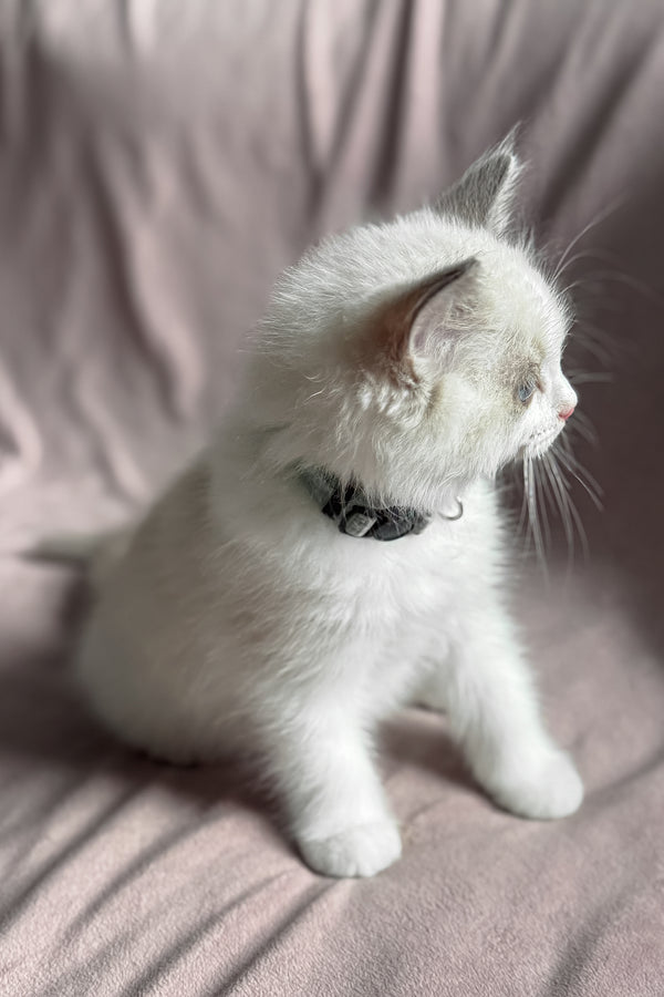 Don | Ragdoll Kitten