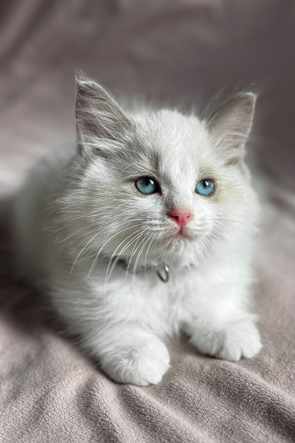 Don | Ragdoll Kitten