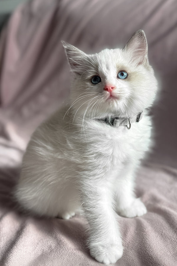 Don | Ragdoll Kitten