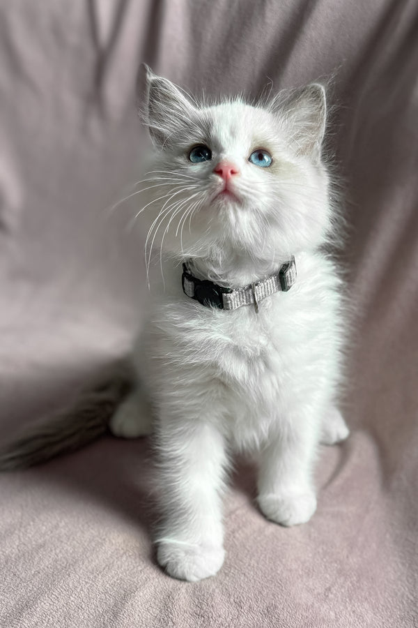 Don | Ragdoll Kitten