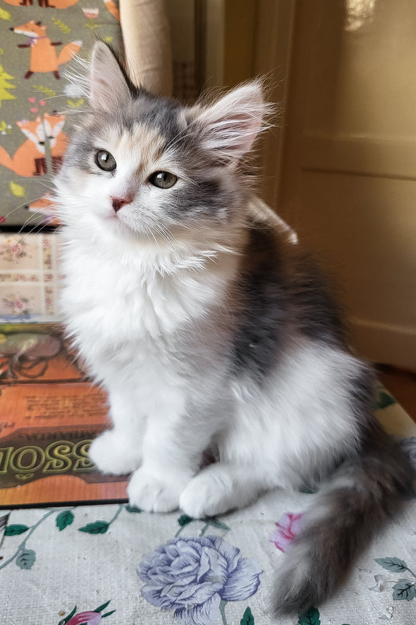 Donna | Siberian Kitten