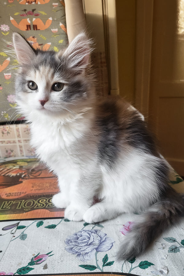 Donna | Siberian Kitten