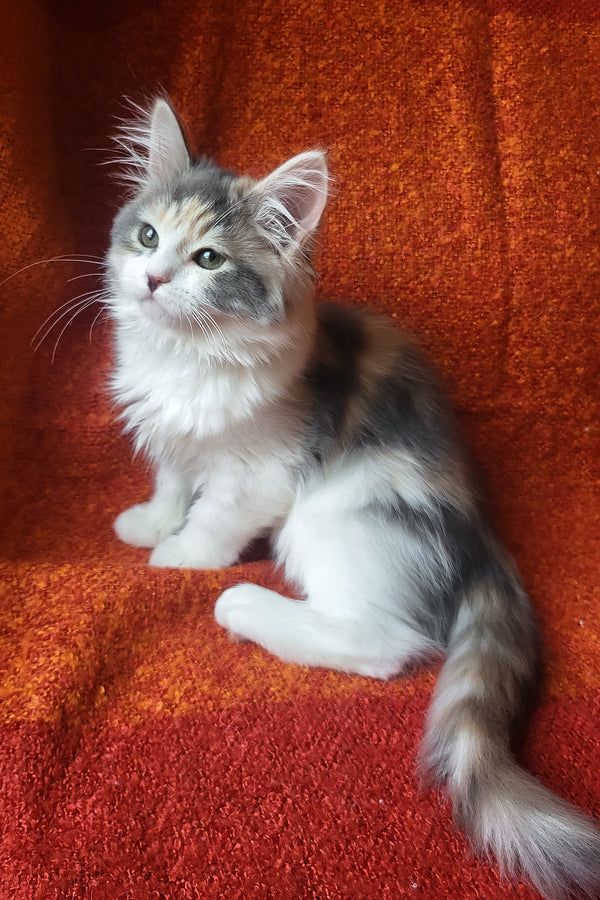 Donna | Siberian Kitten