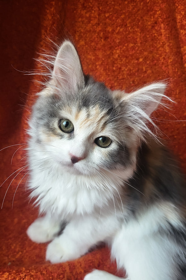 Donna | Siberian Kitten
