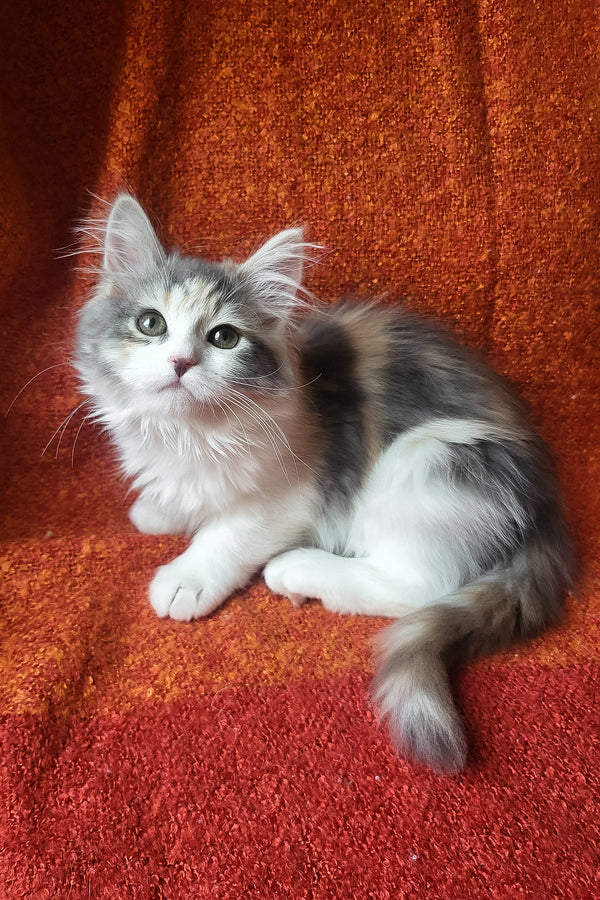 Donna | Siberian Kitten