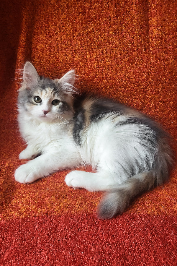 Donna | Siberian Kitten