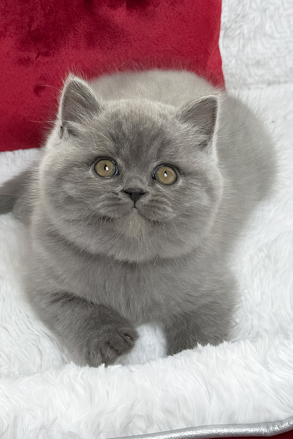Duke | British Shorthair Kitten