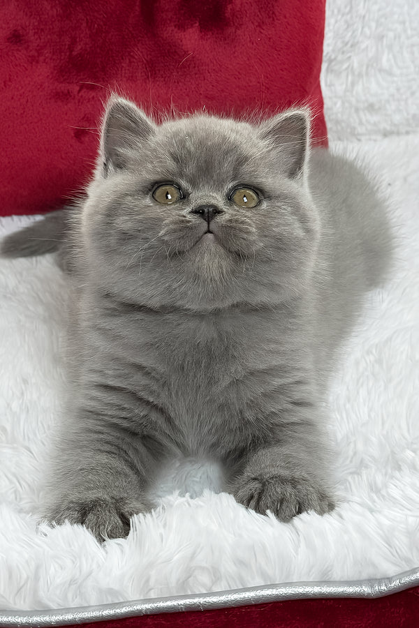 Duke | British Shorthair Kitten