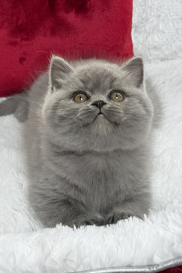Duke | British Shorthair Kitten
