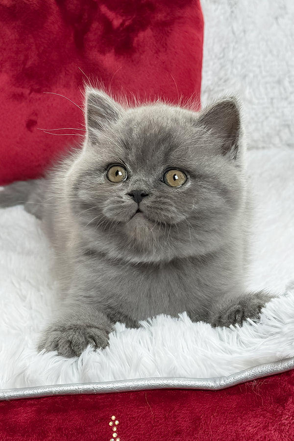 Duke | British Shorthair Kitten