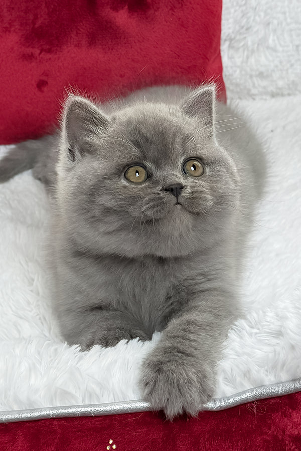 Duke | British Shorthair Kitten