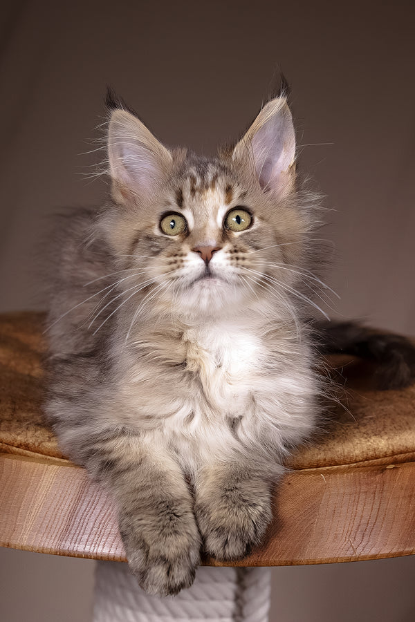 Alyson | Maine Coon Kitten