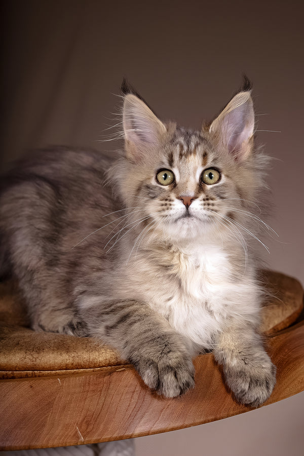 Alyson | Maine Coon Kitten