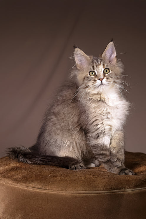 Alyson | Maine Coon Kitten