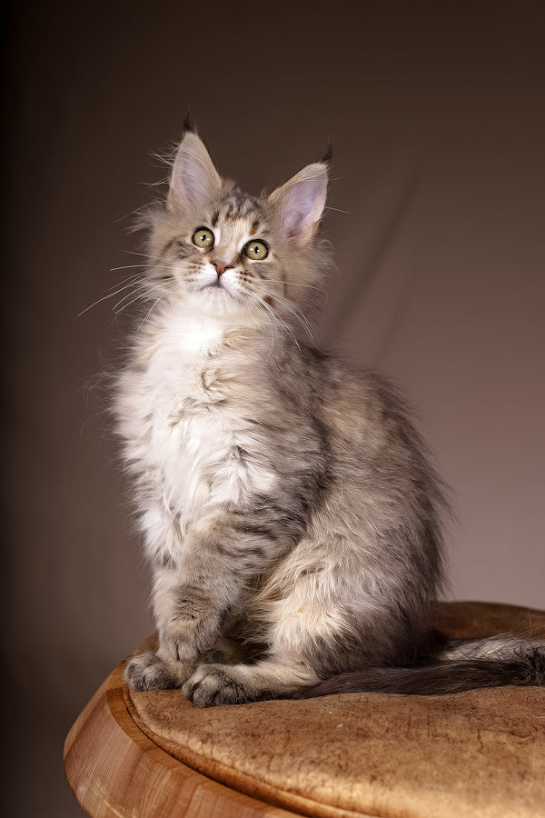 Alyson | Maine Coon Kitten