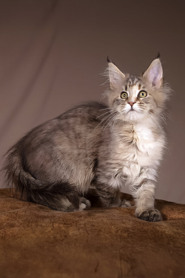Alyson | Maine Coon Kitten
