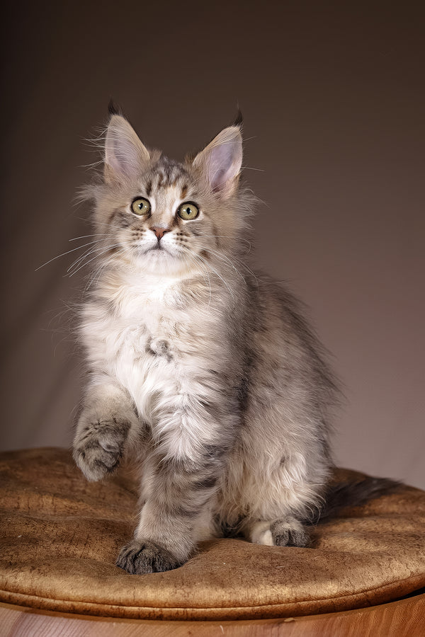 Alyson | Maine Coon Kitten