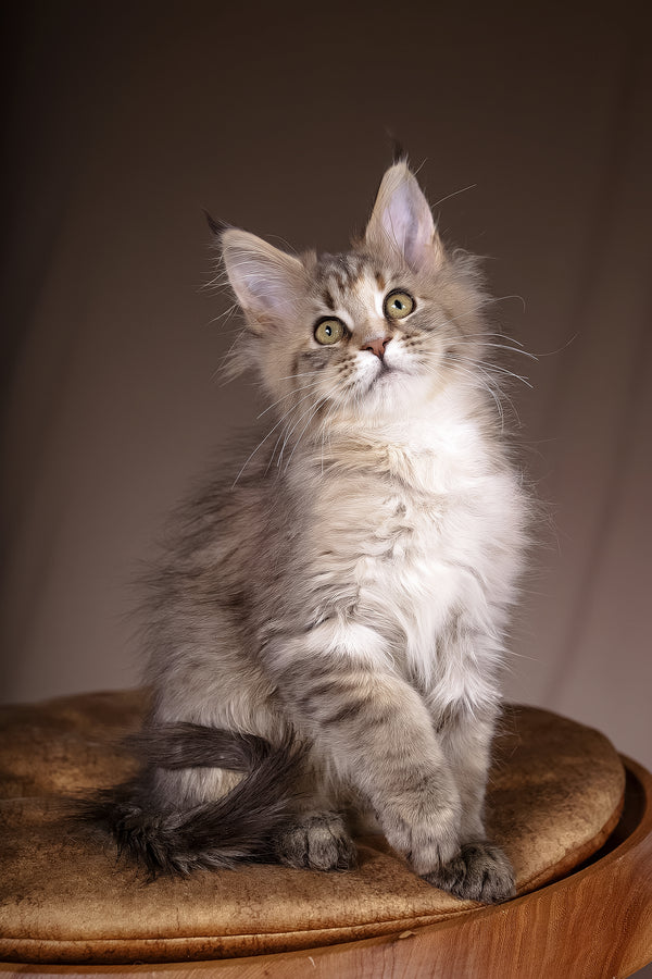 Alyson | Maine Coon Kitten