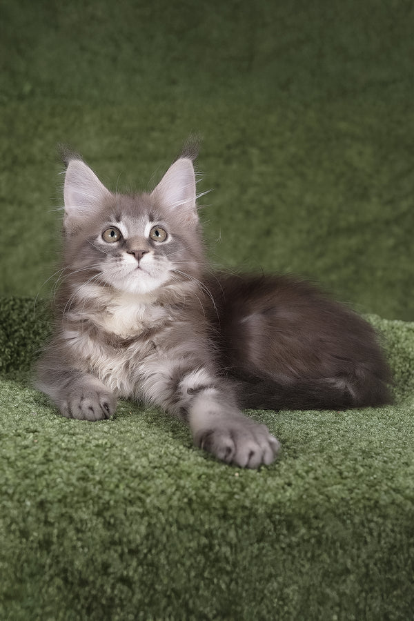 Barbara | Maine Coon Kitten