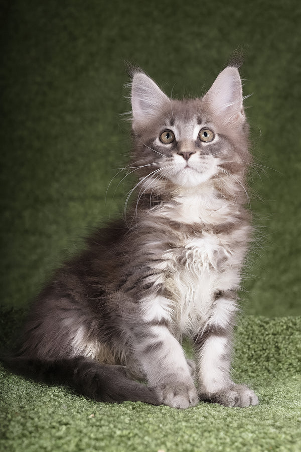 Barbara | Maine Coon Kitten
