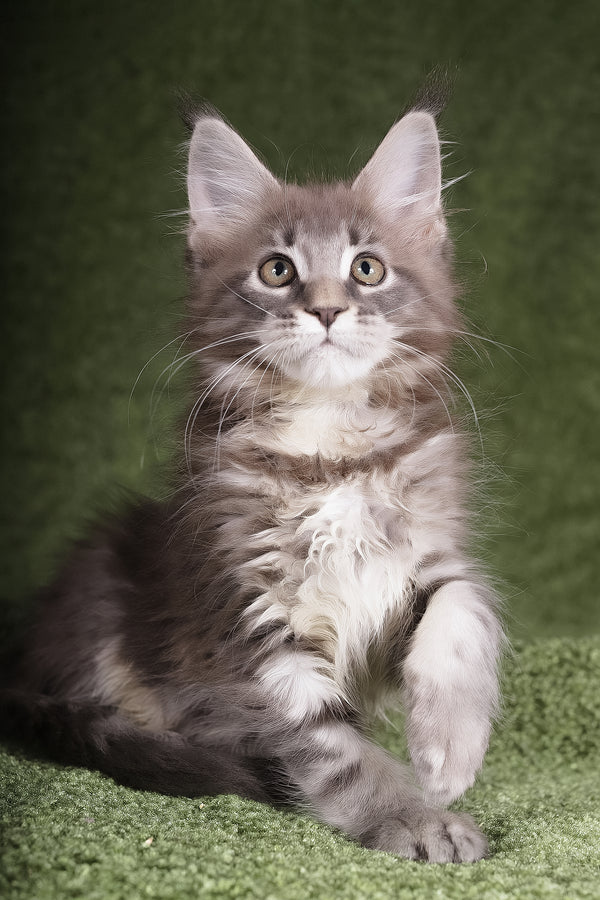 Barbara | Maine Coon Kitten
