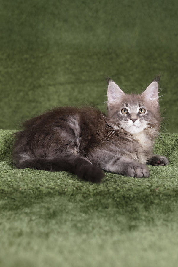 Barbara | Maine Coon Kitten