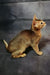 Cake | Abyssinian Kitten