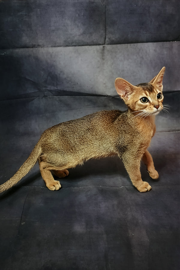 Cake | Abyssinian Kitten