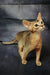 Cake | Abyssinian Kitten