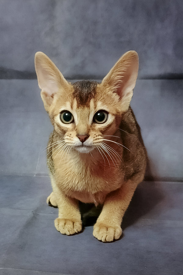 Cake | Abyssinian Kitten