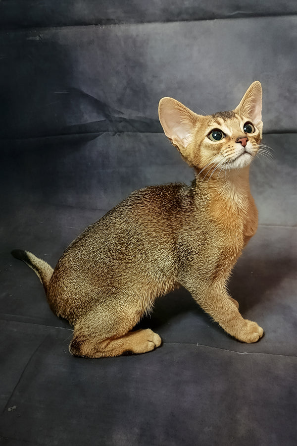 Cake | Abyssinian Kitten