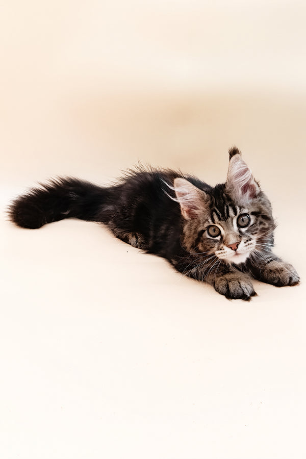 Daimon | Maine Coon Kitten