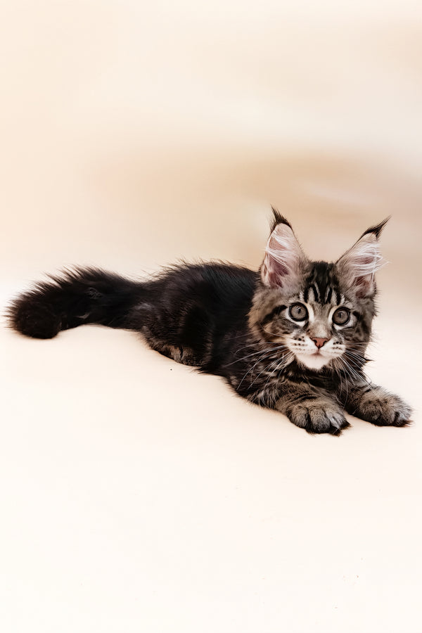 Daimon | Maine Coon Kitten