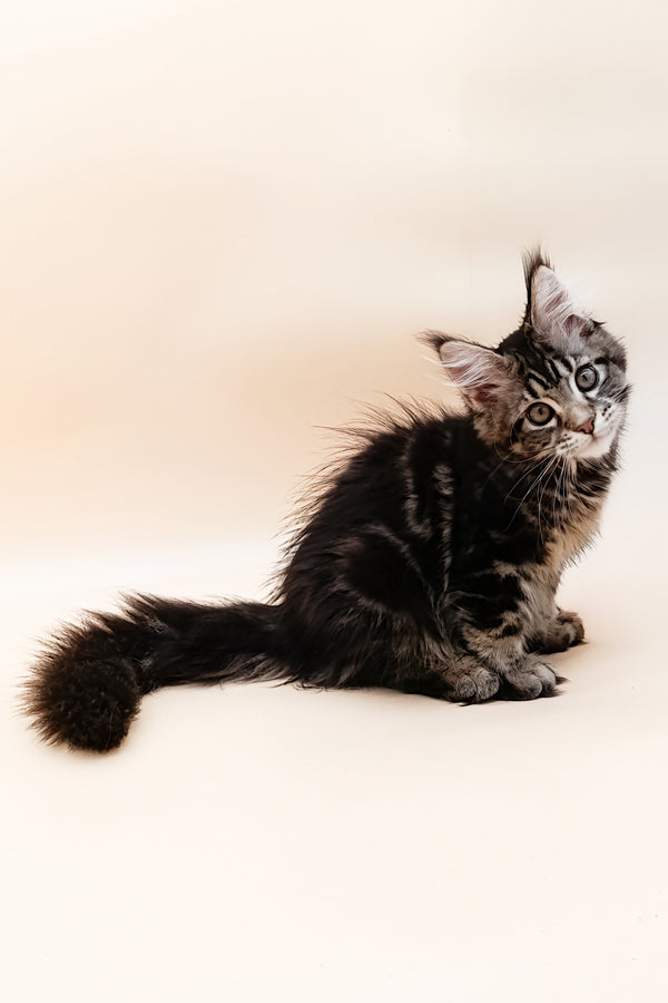 Daimon | Maine Coon Kitten