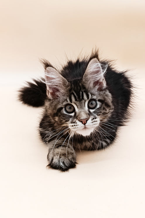 Daimon | Maine Coon Kitten