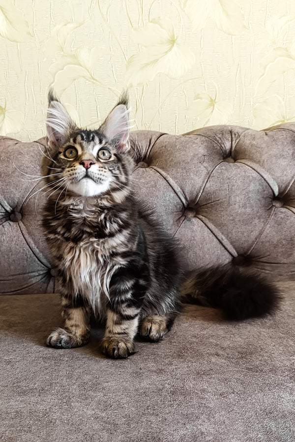 Daimon | Maine Coon Kitten
