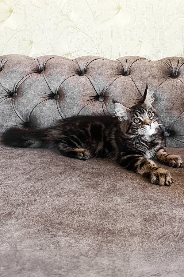 Daimon | Maine Coon Kitten