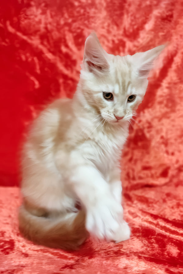 Indy | Maine Coon Kitten